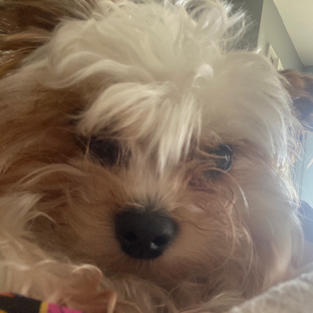 Meet your Posher, Caitlyn